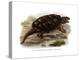 Common Snapping Turtle-null-Premier Image Canvas