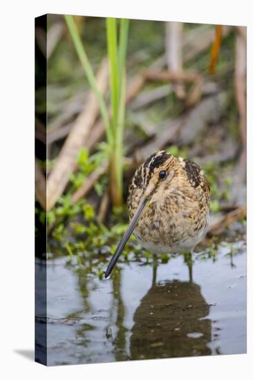 Common Snipe Adult Feeding in Marsh-Larry Ditto-Premier Image Canvas