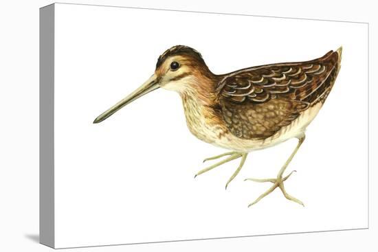 Common Snipe (Gallinago Gallinago), Birds-Encyclopaedia Britannica-Stretched Canvas