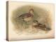 Common Snipe (Gallinago scolopacina), Jack Snipe (Limnocryptes gallinula), 1900, (1900)-Charles Whymper-Premier Image Canvas