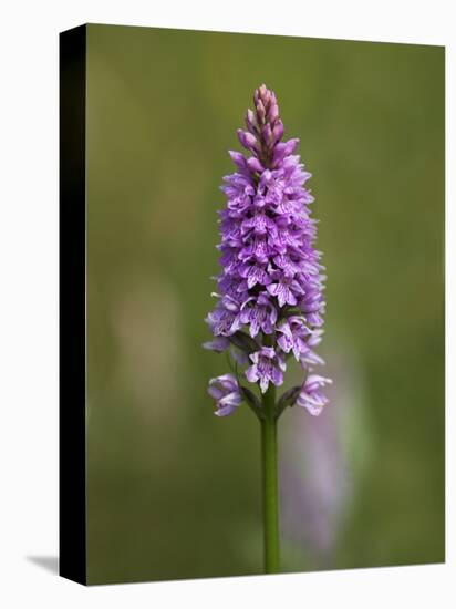 Common Spotted Orchid, Gait Barrows Nature Reserve, Arnside, Cumbria, England-Steve & Ann Toon-Premier Image Canvas