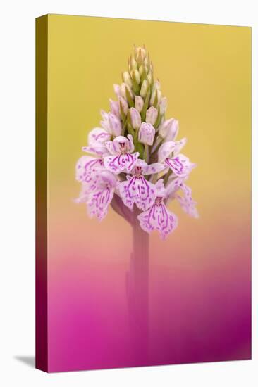 Common spotted orchid, UK-Ross Hoddinott-Premier Image Canvas