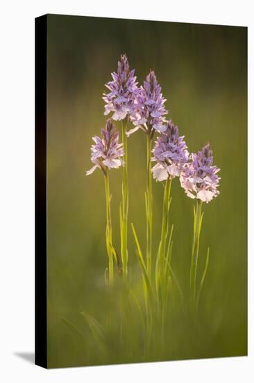 Common spotted orchids, backlit, Devon, UK-Ross Hoddinott-Premier Image Canvas