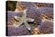 Common Starfish (Asterias Rubens) Saltstraumen, Bodø, Norway, October 2008-Lundgren-Premier Image Canvas