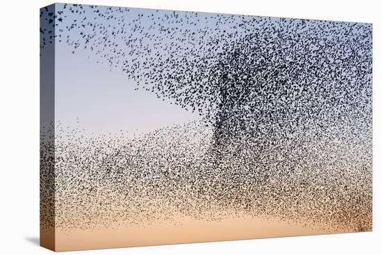 Common Starling Flock-null-Premier Image Canvas