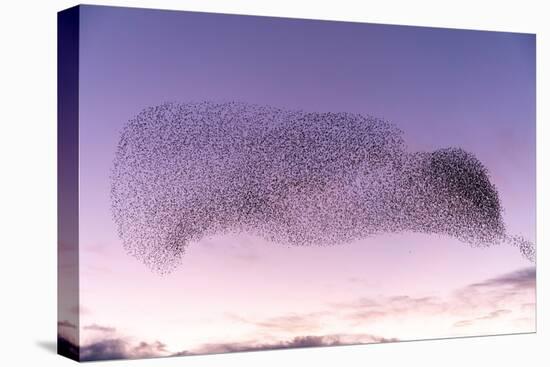 Common starling murmuration, The Netherlands-David Pattyn-Premier Image Canvas