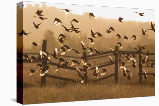 Common Starlings, Sturnus Vulgaris, Fly in a Clearing in Autumn-Alex Saberi-Premier Image Canvas