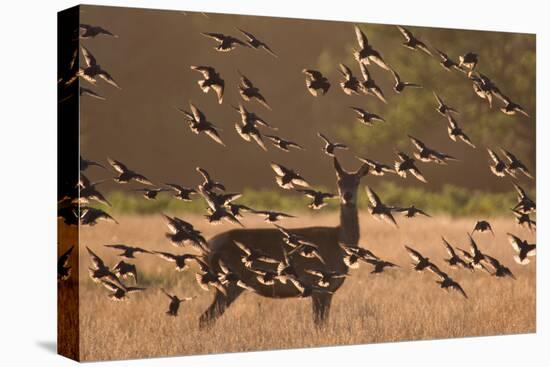 Common starlings, Sturnus vulgaris, with a fallow deer in a clearing.-Alex Saberi-Premier Image Canvas