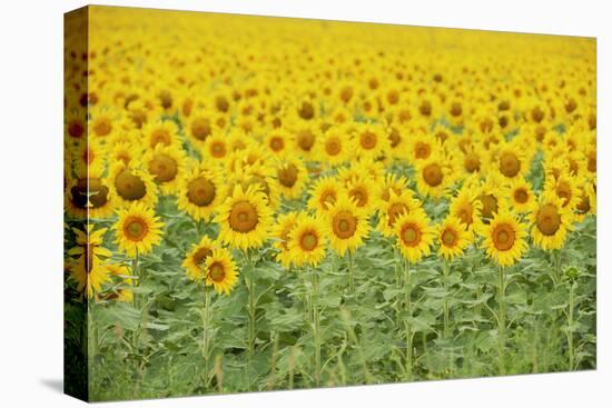 Common Sunflower, Helianthus annuus, field in bloom, Texas, USA-Rolf Nussbaumer-Premier Image Canvas