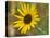 Common sunflower in Kansas-Michael Scheufler-Premier Image Canvas
