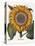 Common Sunflower-null-Premier Image Canvas
