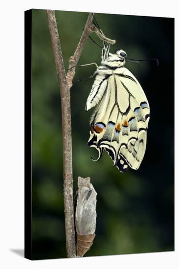 Common Swallowtail Butterfly-Paul Harcourt Davies-Premier Image Canvas