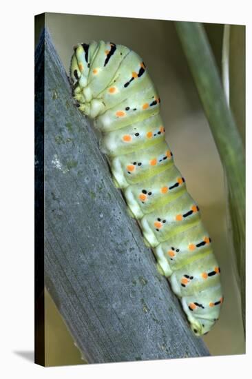 Common Swallowtail Larvae-Paul Harcourt Davies-Premier Image Canvas