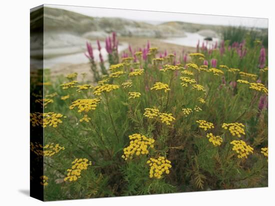 Common Tansy in Flower, Sweden-Staffan Widstrand-Premier Image Canvas