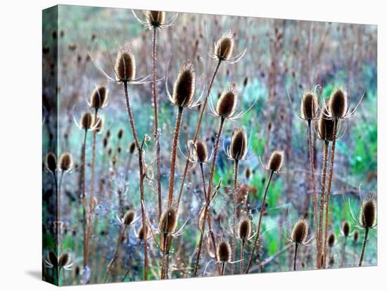 Common Teasel Seed Pods, Imnaha River Canyon, Oregon, USA-William Sutton-Premier Image Canvas