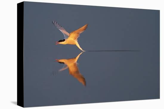 Common tern catching a mayfly, Uppland, Sweden-Staffan Widstrand-Premier Image Canvas