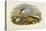 Common Tern (Sterna Hirundo)-John Gould-Premier Image Canvas