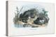 Common Toad, 1863-79-Raimundo Petraroja-Premier Image Canvas