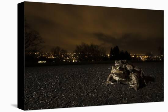 Common Toad (Bufo Bufo) and Common Frog (Rana Temporaria) in Amplexus in Urban Park-Sam Hobson-Premier Image Canvas