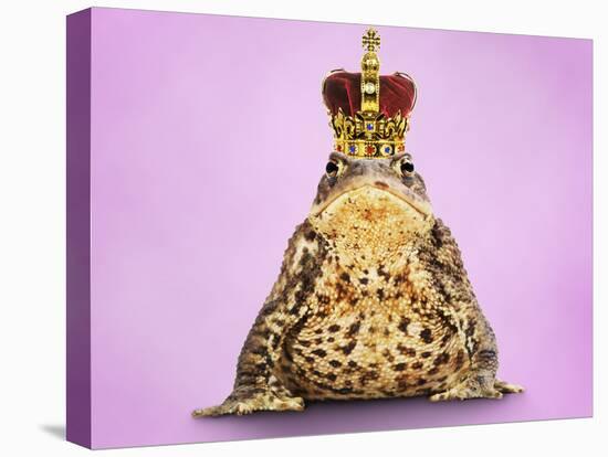 Common Toad 'Frog Prince' Wearing Crown-null-Premier Image Canvas