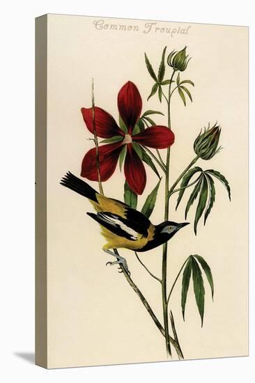 Common Troupial-John James Audubon-Stretched Canvas