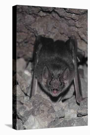 Common Vampire Bat (Desmodus Rotundus) at Roost, Sonora, Mexico-Barry Mansell-Premier Image Canvas