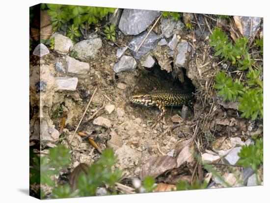 Common Wall Lizard-Bob Gibbons-Premier Image Canvas