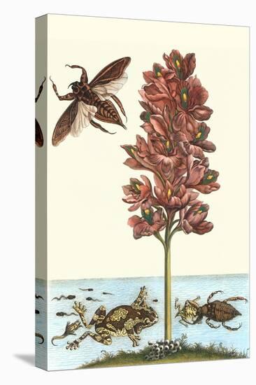 Common Water Hyacinth with a Veined Tree Frog and a Giant Water Bug-Maria Sibylla Merian-Stretched Canvas