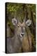 Common Waterbuck (Kobus Ellipsiprymnus Ellipsiprymnus), Kruger National Park, Africa-James Hager-Premier Image Canvas