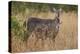 Common Waterbuck (Kobus Ellipsiprymnus Ellipsiprymnus), Kruger National Park, Africa-James Hager-Premier Image Canvas