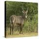 Common Waterbuck Portrait-Joe McDonald-Premier Image Canvas