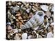 Common Wentletrap Shell on Beach, Belgium-Philippe Clement-Premier Image Canvas