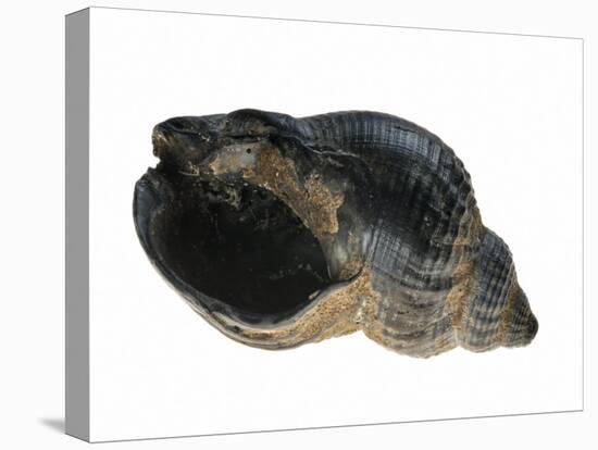 Common Whelk from the North Sea, Shell Showing Aperture, Belgium-Philippe Clement-Premier Image Canvas