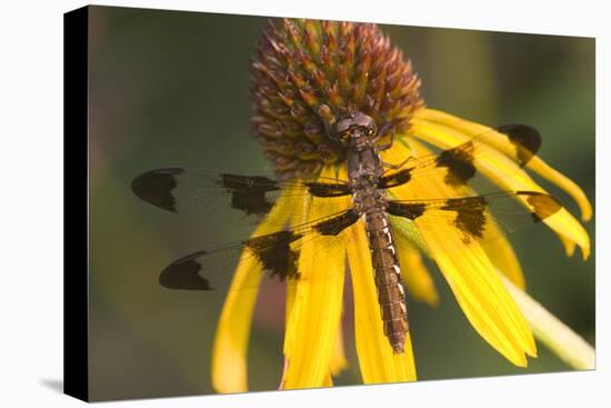 Common Whitetail Female on Yellow Coneflower in Garden Marion Co. Il-Richard ans Susan Day-Premier Image Canvas