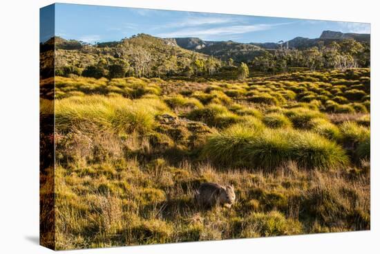 Common Wombat, Cradle Mountain-Lake St. Clair National Park, Tasmania-Mark A Johnson-Premier Image Canvas