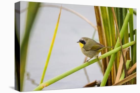 Common Yellowthroat Male in Freshwater Marsh Habitat-Larry Ditto-Premier Image Canvas