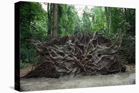 Common Yew Tree (Taxus Baccata) Uprooted by Hurricane 1987 Showing Roots England, UK-Adrian Davies-Premier Image Canvas
