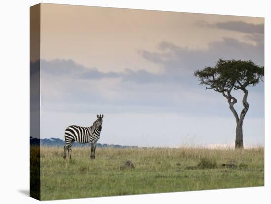 Common Zebra (Equus Quagga), Masai Mara National Reserve, Kenya, East Africa, Africa-Sergio Pitamitz-Premier Image Canvas