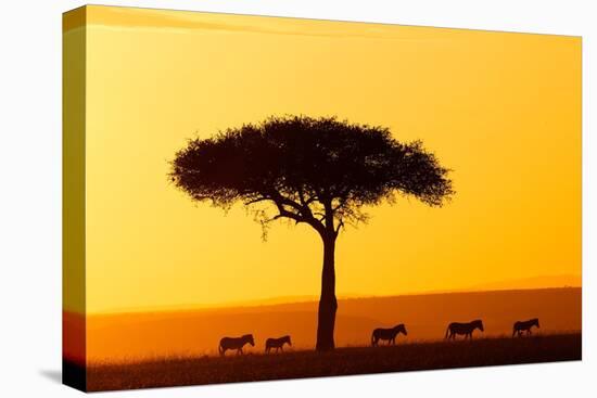 Common zebra group at sunrise in savannah, Kenya-Eric Baccega-Premier Image Canvas