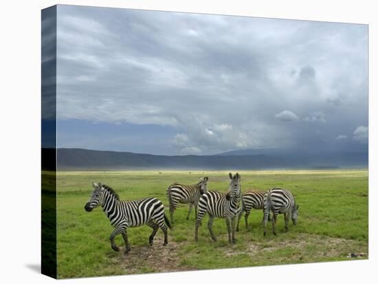 Common Zebra Group, Ngorongoro Crater, Tanzania-Edwin Giesbers-Premier Image Canvas