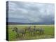 Common Zebra Group, Ngorongoro Crater, Tanzania-Edwin Giesbers-Premier Image Canvas