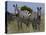 Common Zebra, Masai Mara National Reserve, Kenya-Sergio Pitamitz-Premier Image Canvas