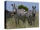 Common Zebra, Masai Mara National Reserve, Kenya-Sergio Pitamitz-Premier Image Canvas