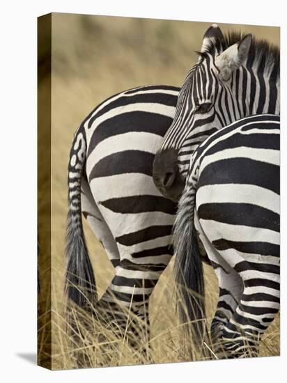 Common Zebra or Burchell's Zebra, Masai Mara National Reserve, Kenya, East Africa-James Hager-Premier Image Canvas