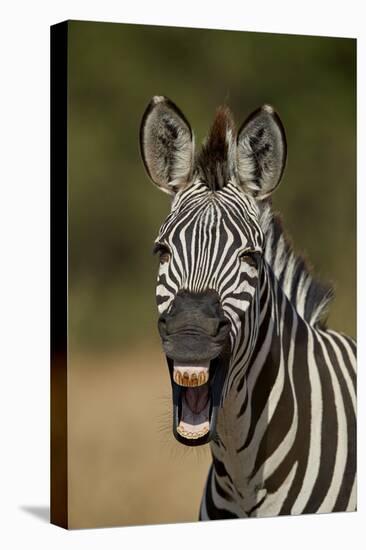 Common zebra (plains zebra) (Burchell's zebra) (Equus burchelli) yawning, Ruaha National Park, Tanz-James Hager-Premier Image Canvas