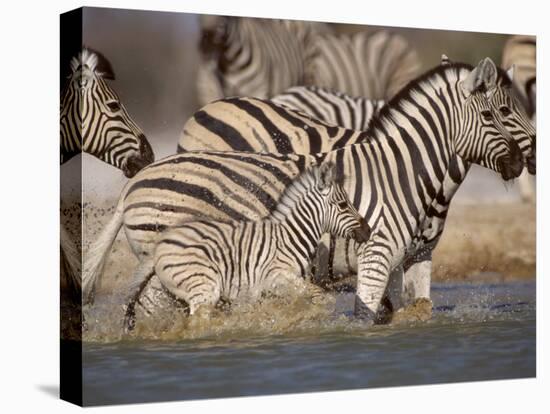 Common Zebra Wading at Waterhole Etosha Np, Namibia, 2006-Tony Heald-Premier Image Canvas