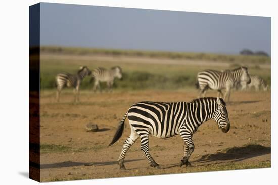 Common zebras, Amboseli National Park, Kenya.-Sergio Pitamitz-Premier Image Canvas