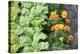 Companion Planting-Bob Gibbons-Premier Image Canvas