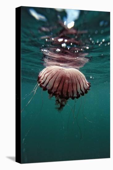 Compass Jellyfish (Chrysaora Hysocella) South Africa-Reinhard Dirscherl-Premier Image Canvas