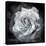 Composing of a White Rose Layered with Blossoms Infront of Black Background-Alaya Gadeh-Premier Image Canvas